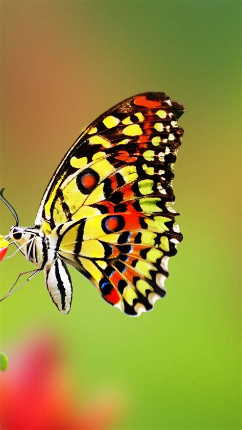 Wallpaper Butterfly Flowers 4k Animals 14986