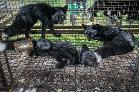 inside the fur farming industry can fur be ‘ethical or ‘sustainable