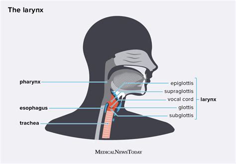 What Term Describes Paralysis Of The Larynx Kara Has Nichols