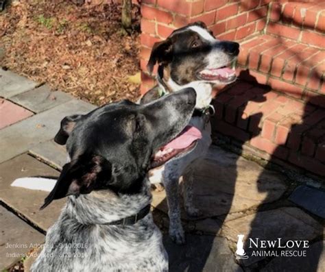 Star was founded with the goal of helping local animals who are unclaimed, abandoned, abused, or neglected. Pin on Dogs of New Love Animal Rescue