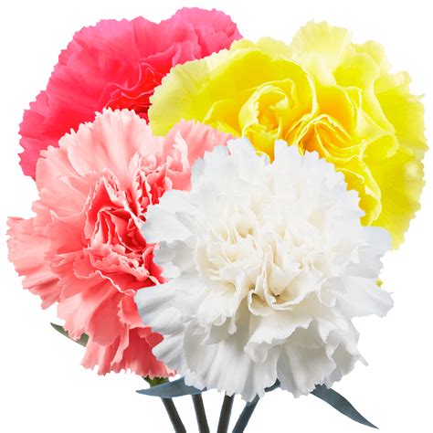 Beautiful Color Carnations Globalrose