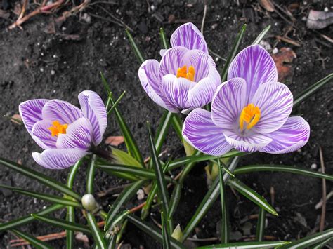 Snow Crocus Flower Photos Plants My Flower