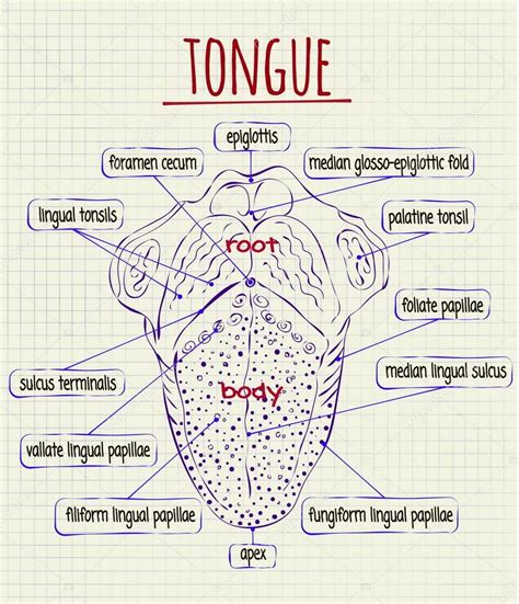 Diagram Of The Anatomy Of Human Tongue Stock Vector Image By