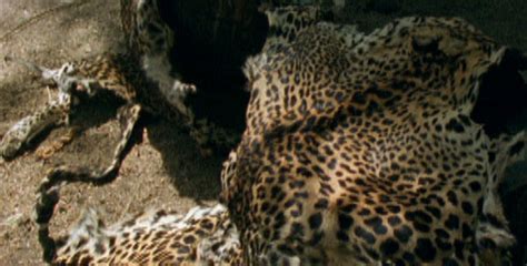 Leopards Of Yala Leopard Poaching Nature Pbs