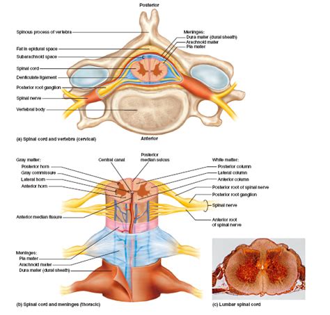 Cross Sectional Anatomy Of The Spinal Cord A Relationships To The