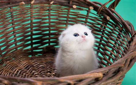 Download Wallpapers Small White Kitten Basket Fluffy Kitten Cute