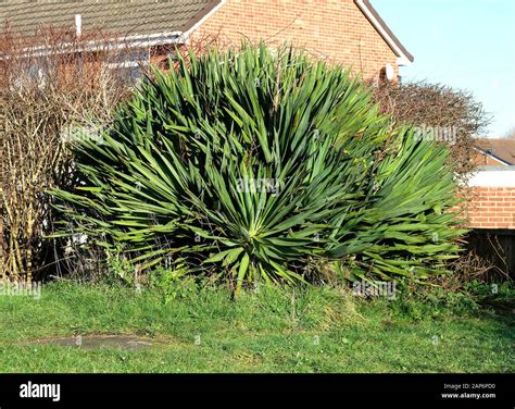 Spiky Shrub Hi Res Stock Photography And Images Alamy