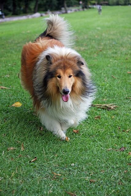 Ilmaisen Valokuvan Koira Lassie Rough Collie Ilmainen Kuva