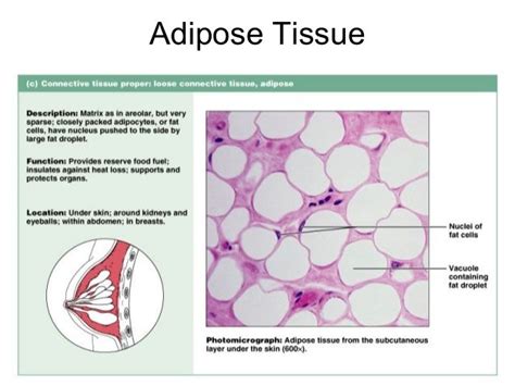 Adipose Connective Tissue The Bodys Insulator And Energy Store