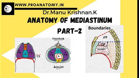 Anatomy Inferior Mediastinum With Easy To Draw Illustrations Youtube