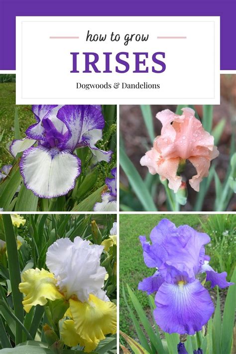 How To Grow Irises In 2021 Growing Irises Flowers Perennials