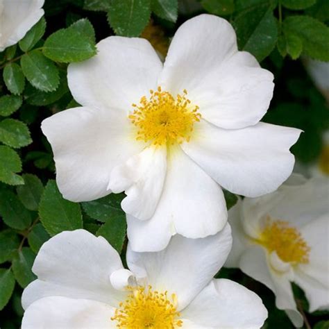 White Pet Shrub Rose Quality Roses Direct From Grower