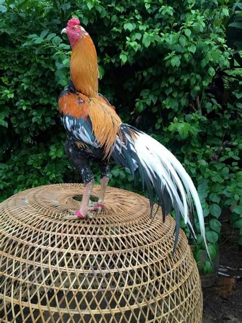 This Rooster Is Just So Beautifulhe Preferred Not To Fight Game Fowl