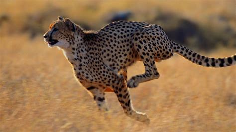 Beauty Cute Amazing Animal Wild Animal Cheetah Running In Jungle Wallpapers Hd
