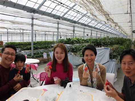 These are the mango plants that grows the world's most expensive mangoes. Chikushino Strawberry Farm | Japan Fruits - Information on ...