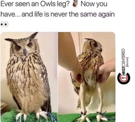 Funny Friday In 2020 Owl Legs Funny Animal Memes Animal Memes