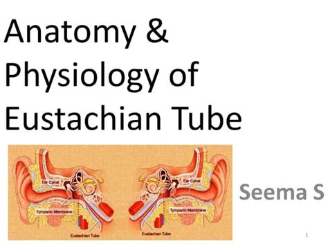 Eustachian Tube Anatomy Physiology And Dysfunction Ppt