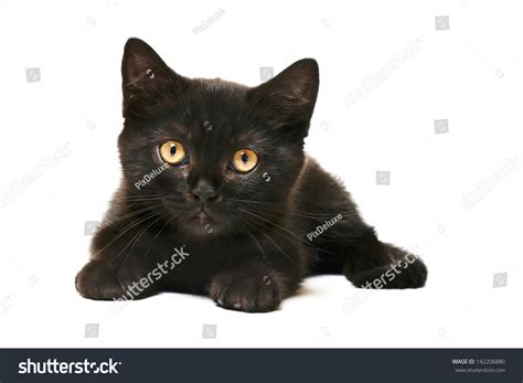 Tabby Black British Shorthair Kitten On White Background Cute British