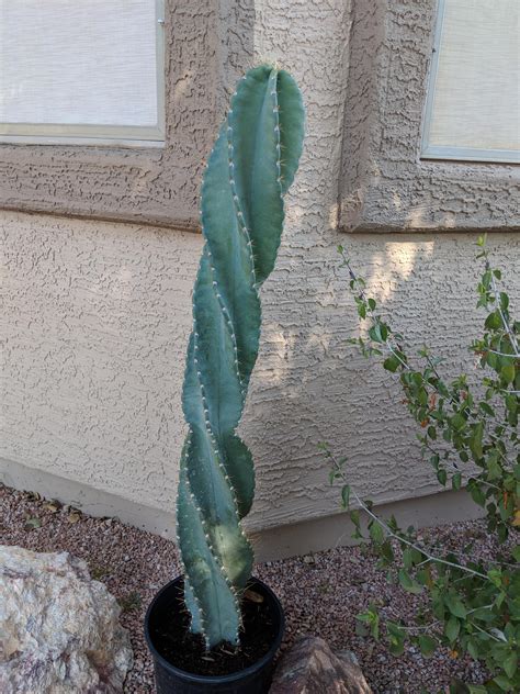Moondog was such a fixture on the streets of new york that when textile manufacturer burlington industries brought a new exhibition to the city in 1969, they listed him an a landmark. Spiral Cactus! Seller said his produced flowers all summer ...