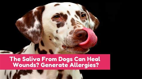 The Saliva From Dogs Can Heal Wounds Generate Allergies Youtube