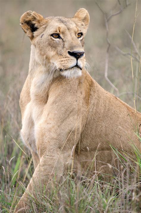 Powerful Lioness Brad Animals Beautiful Animals Wild Wild Cats