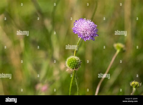 Field Scabious Knautia Arvensis Stock Photo Alamy