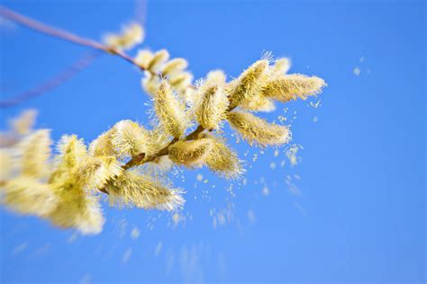 Hooikoorts (pollinosis) is een vorm van allergische rinitis, die wordt gekenmerkt door allergie voor stuifmeel (pollen) van planten, vaak grassen of boomsoorten. Hooikoorts kalender - Tuinen.nl
