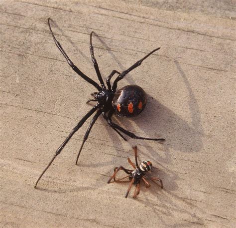 Latrodectus The Black Widow Spider Hubpages