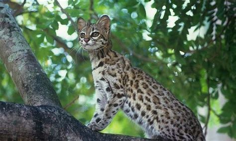 New Wild Cat Species Found In Brazil Photo Video