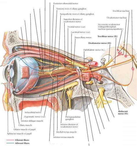 Levator Palpebrae Superioris - Spinal Nerve - RR School Of Nursing