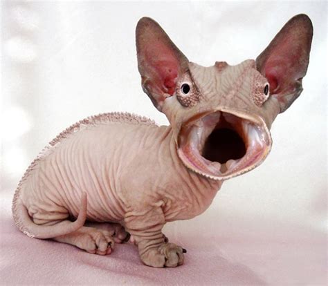 Keep your paws off it if you want to post something else. Funny Photoshop Cats (21 pics)
