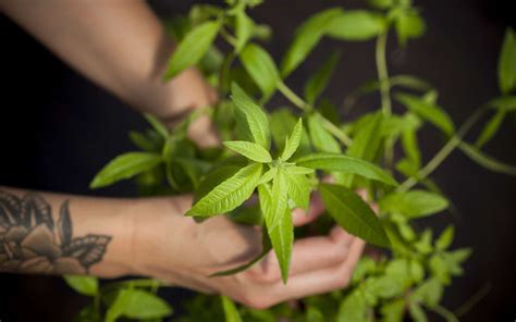 Verveine Comment La Cultiver Et Lentretenir Plante Verveine