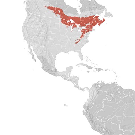 Blackburnian Warbler Range Map Breeding Ebird Status And Trends