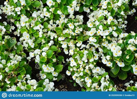 Background Of Small White Flowers With Green Leaves Stock Photo Image