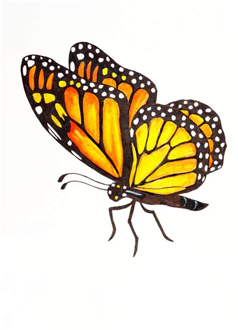 Ilustración Original De La Mariposa Monarca Mariposa 5 Etsy Butterfly