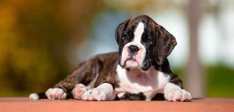 Boxer Dog Eye Diseases And Problems