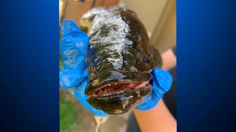 First Invasive Northern Snakehead Fish Caught In The Monongahela River