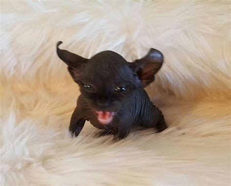Sphynx cats & kittens in uk. Sphynx Cats For Sale | Matherville, IL #304668 | Petzlover