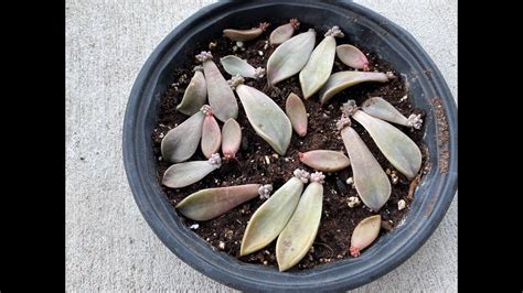 Propagating Succulents From Leaves Is So Easy Youtube