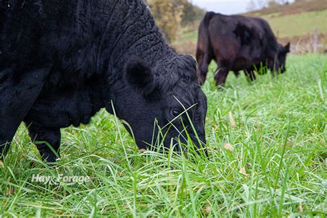 Toxic Tall Fescue Takes A Toll Hay And Forage Magazine