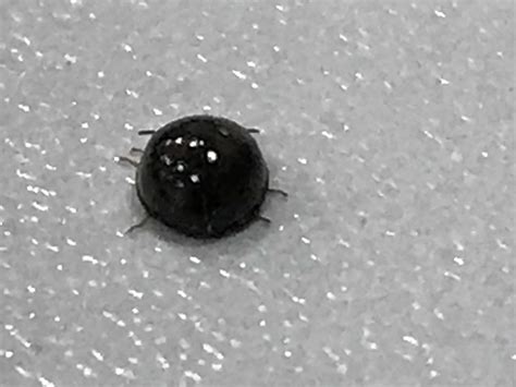 15 what repels the gnats from biting? maycintadamayantixibb: Black Beetle Looking Bug That Bites