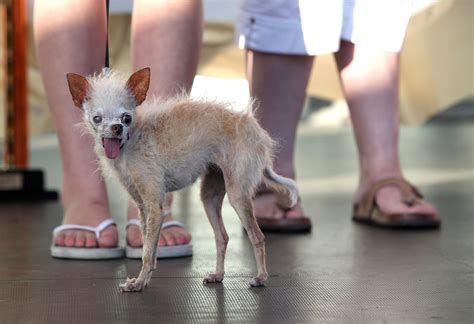 Yoda Worlds Ugliest Dog Dies The Washington Post