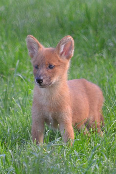 Dhole Puppy How Adorable Dhole Wild Dogs African Wild Dog