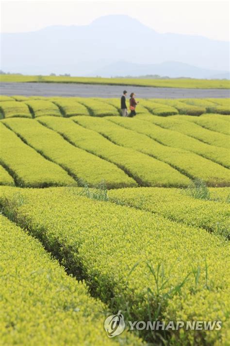 Green Tea Field On Jeju Yonhap News Agency