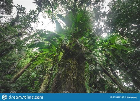 Looking Up The Trunk Of A Giant Rainforest Tree Jungle Stock Image