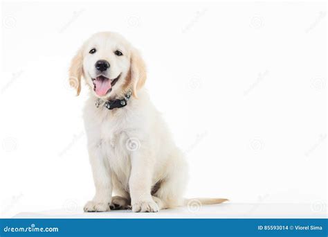 Happy Panting Golden Labrador Retriever Puppy Dog Sitting Stock Photo