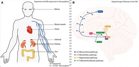 Distribution Of Dopamine Dopamine Receptors And Dopaminergic Pathways Download Scientific