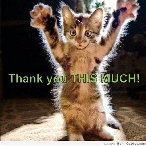 Thank You Funny Animal Photos Funny Animal Pictures Funny Cat Pictures