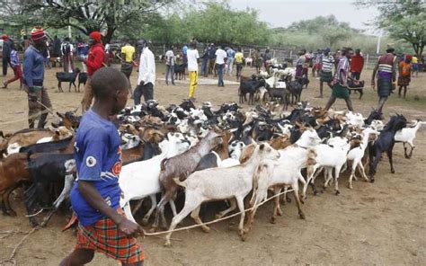 Why The Galla Goat Is Gaining Popularity In Asal Counties Farmkenya