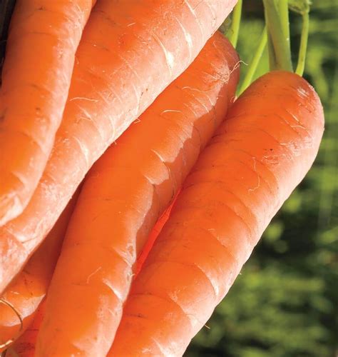 Ya Ya Organic Carrot Seeds - West Coast Seeds